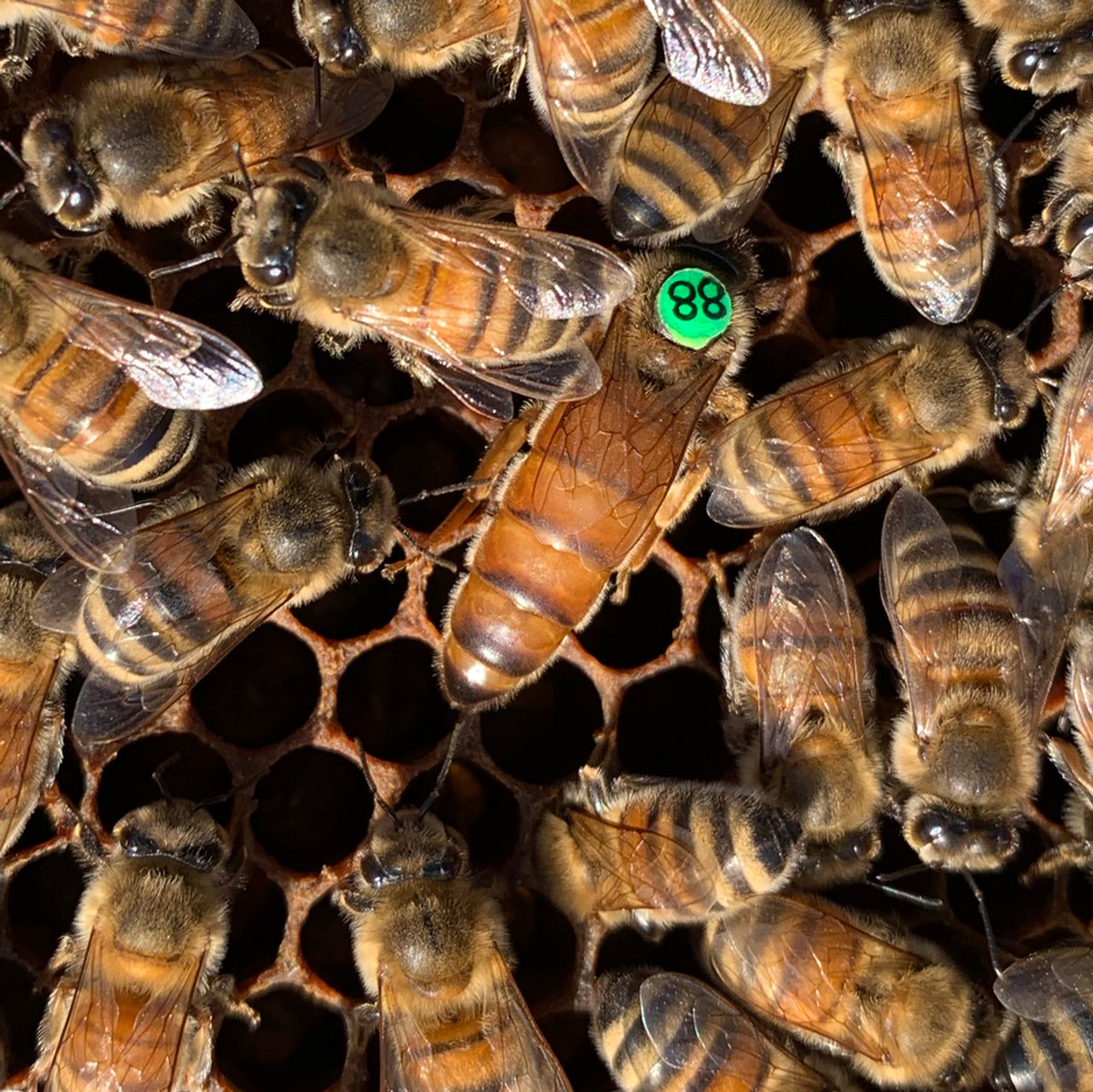 Marcatura ed età delle Api Reginie