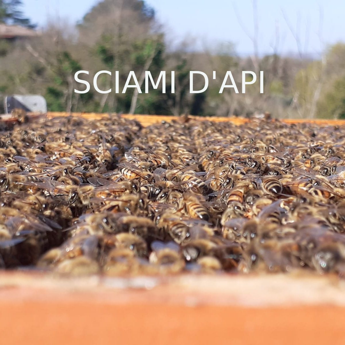 Sciami e nuclei d&rsquo;api biologici Naturapiamo